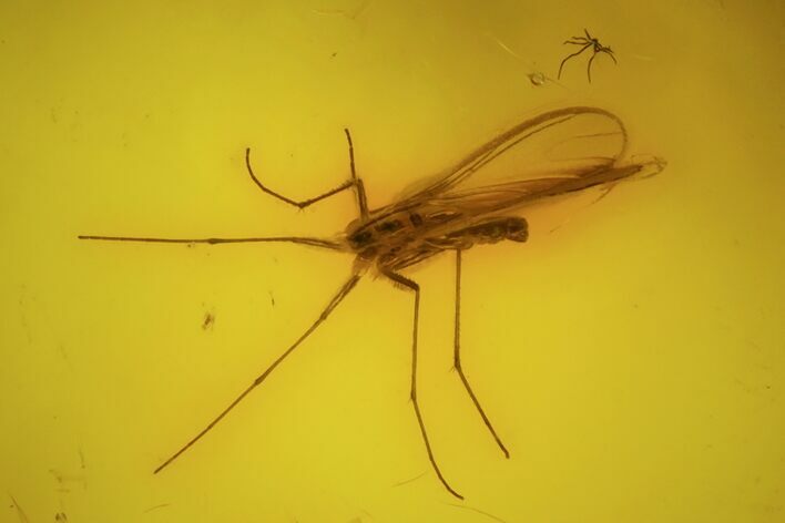 Detailed Fossil Fly (Diptera) In Baltic Amber #84646